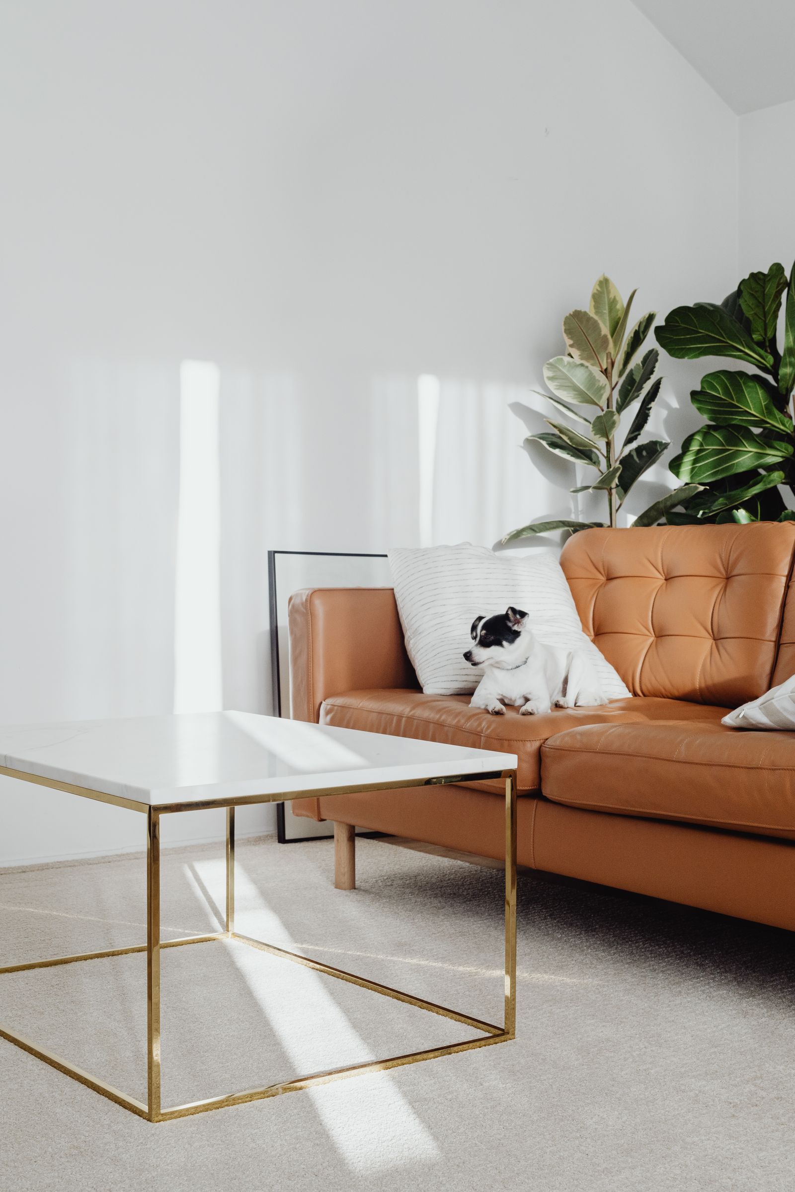 pet-friendly apartments in Malta - dog in a rental living room